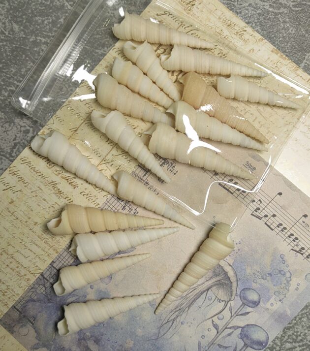 Oncomelania